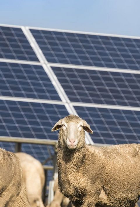 Erneuerbare-Energien-Gesetz (EEG) 2023 - § 52 Zahlungen bei Pflichtverstößen